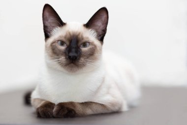 Taylandlı kediler, koyu ahşap bir masada yatıyorlar.