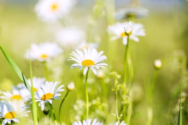 Güneşli bir günde sahanın ortasında sarı papatyalar..