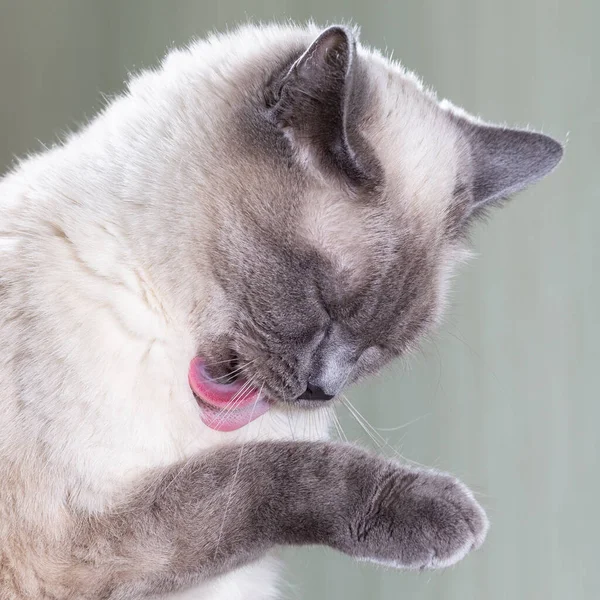 它是一只泰国猫的画像 它洗净前爪 伸出粉色的舌头 猫脸的特写 有选择的聚焦 — 图库照片
