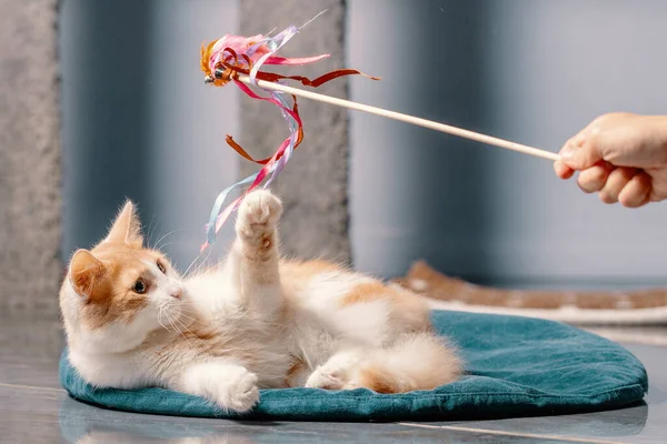 A fluffy red and white cat is lying on the mat and playing with a toy on a stick. — Stock Photo, Image