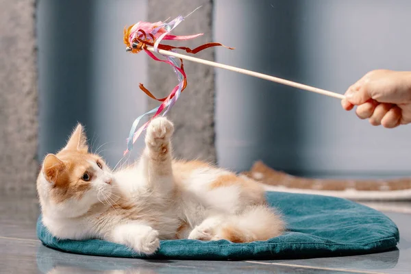 Yumuşak kırmızı ve beyaz bir kedi paspasın üzerinde uzanıyor ve çubukta bir oyuncakla oynuyor..