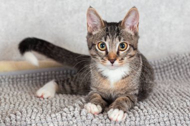 Gri çizgili komik kedi yavrusu gri bir paspasın üzerinde yatıyor..