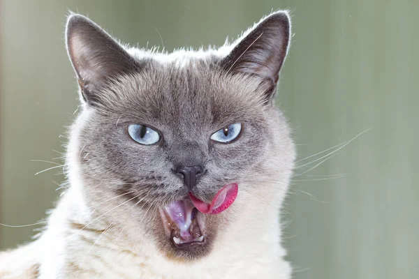 Porträt einer thailändischen Katze, sie wäscht ihre Vorderpfote und streckt ihre rosa Zunge aus — Stockfoto