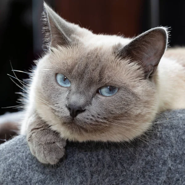 Eine thailändische Katze mit blauen Augen ruht auf ihrer Bank. — Stockfoto