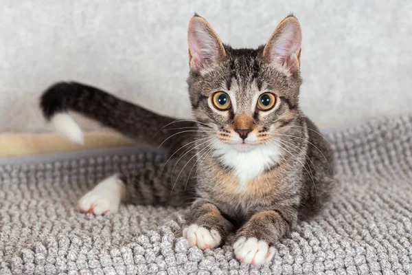 Gri çizgili komik kedi yavrusu gri bir paspasın üzerinde yatıyor..