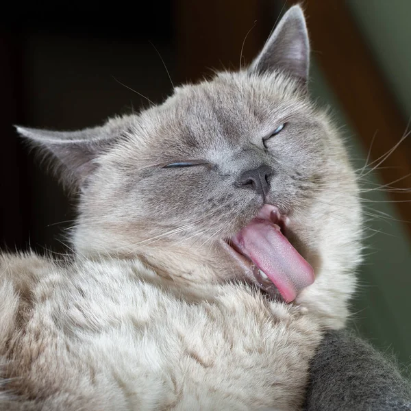 它是一只泰国猫的画像 它洗净前爪 伸出粉色的舌头 猫脸的特写 有选择的聚焦 — 图库照片