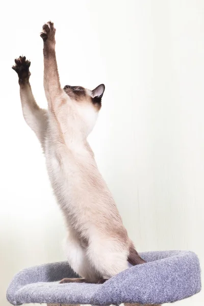 Die Thailändische Siamkatze Sitzt Auf Ihren Hinterbeinen Und Streckt Sich — Stockfoto