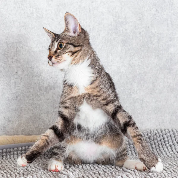 Funny gray striped kitten sitting on a gray mat. — Stock Photo, Image