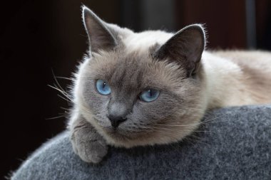 Mavi gözlü bir Tayland kedisi bankta dinleniyor. Kedinin yüzüne yakın çekim, seçici odaklanma