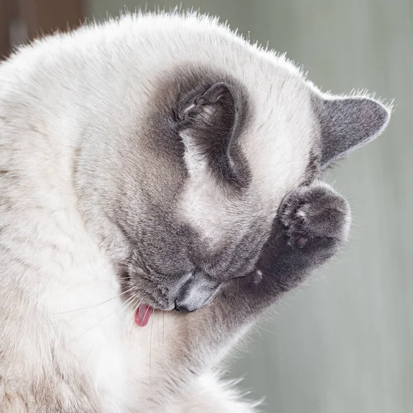 一只泰国猫的画像 洗澡时把爪子压在胸前很滑稽 这只猫的姿势就像在道歉 — 图库照片