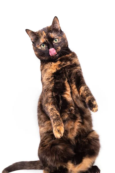 Mottled Tortoiseshell Cat Sits Comically Its Hind Legs Raised Its — Stock Photo, Image