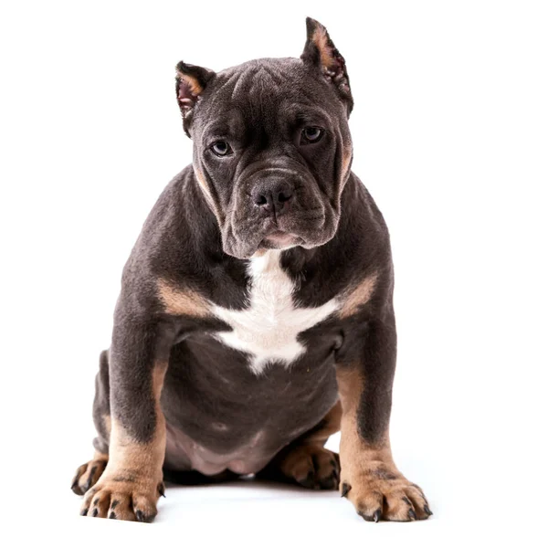 Valp American Bully Rasen Tricolor Nybildad Sällskapshund Ras Usa Isolerad — Stockfoto