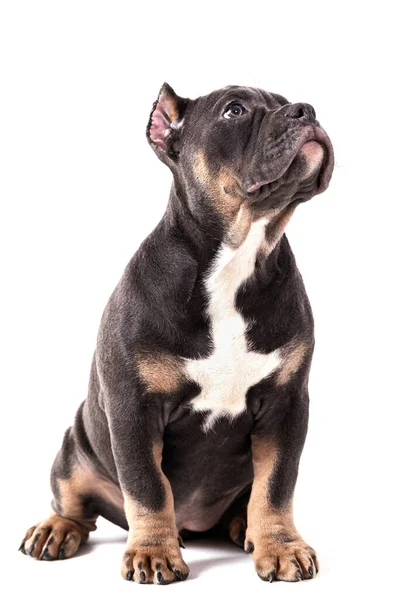 Valp American Bully Rasen Tricolor Nybildad Sällskapshund Ras Usa Isolerad — Stockfoto