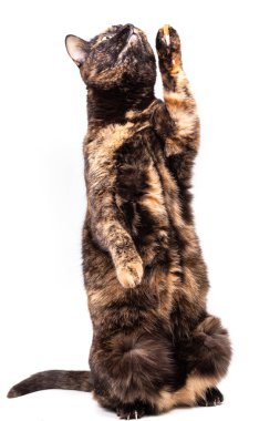 Benekli bir kaplumbağa kabuğu kedisi komik bir şekilde arka ayaklarının üzerinde oturur ve ön patisini kaldırır. Yakın plan, beyaz arkaplanda izole edilmiş.