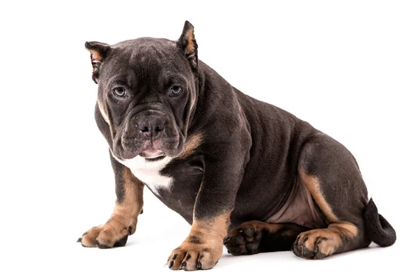 Cachorro Raça Bully Americana Cor Tricolor Uma Raça Cão Companheiro — Fotografia de Stock