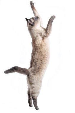 Kedi beyaz bir arka planda arka ayakları üzerinde duruyor..
