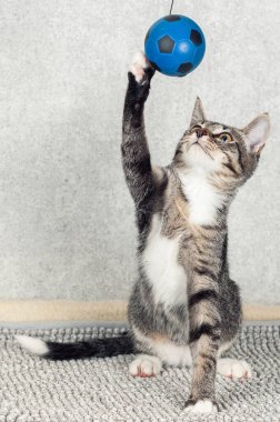 Çizgili bir köpek yavrusu mavi küçük bir topla oynuyor..