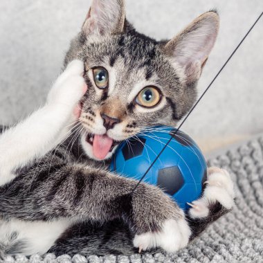 Çizgili bir köpek yavrusu mavi küçük bir topla oynuyor..