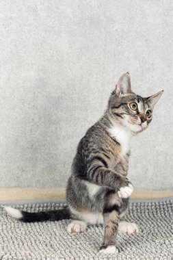 Gri bir paspasın üzerinde oturan komik gri çizgili kedi yavrusu.