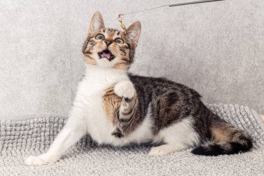 Gri bir paspasın üzerinde oturan komik gri çizgili kedi yavrusu.