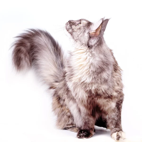 En Maine Coon katt med en fluffig svans på en vit bakgrund. — Stockfoto