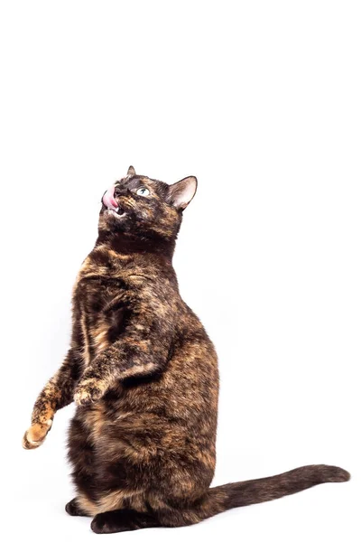 Mottled Tortoiseshell Cat Sits Comically Its Hind Legs Raised Its — Stock Photo, Image