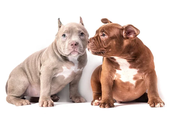 Dois Cachorros Bully Americanos Cores Diferentes Sentam Calmamente Lado Outro — Fotografia de Stock