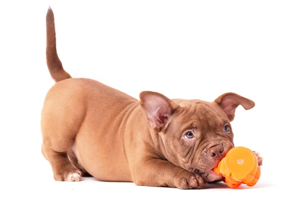 Cachorro Americano Cor Marrom Bully Brinca Com Brinquedo Plástico Isolado — Fotografia de Stock