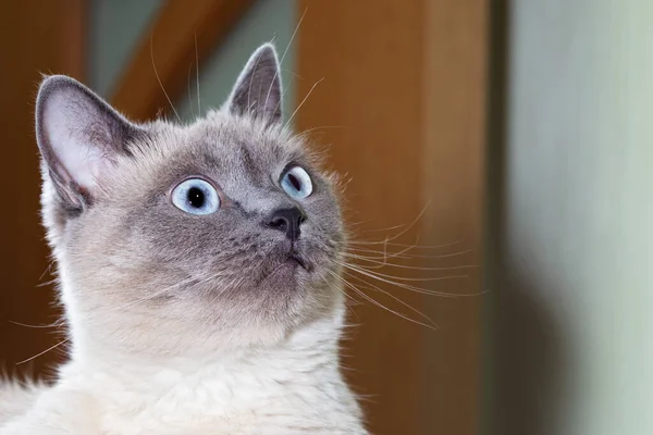 Porträt Einer Thailändischen Katze Mit Blauen Augen Und Ausdrucksstarken Augen — Stockfoto