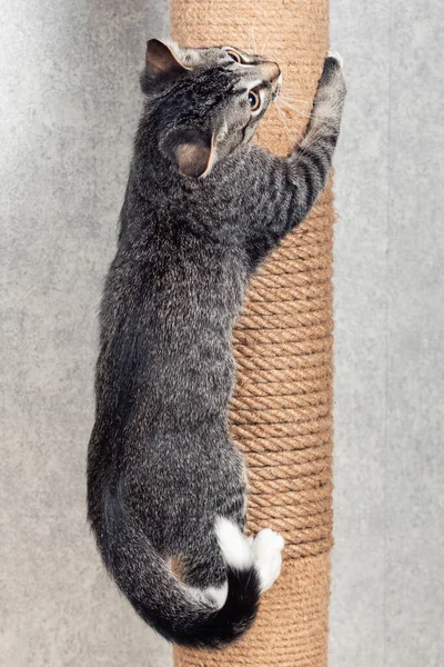 Gatito Mestizo Rayas Sube Poste Con Una Cuerda Yute Poste — Foto de Stock