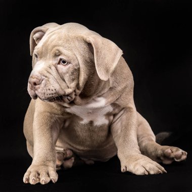 Kesilmemiş kulakları olan bir Amerikan zorba köpeği..