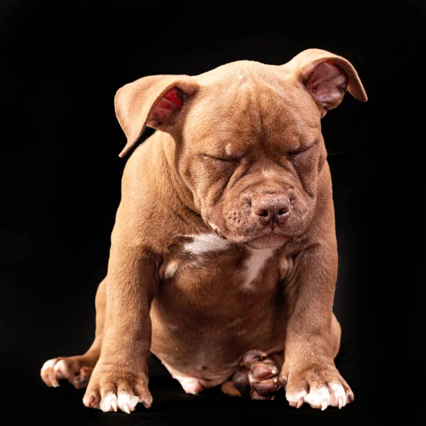Un cachorro bravucón americano marrón con orejas sin cortar. — Foto de Stock
