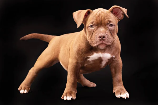 Un cachorro bravucón americano marrón con orejas sin cortar. —  Fotos de Stock