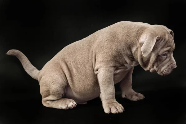 Kesilmemiş kulakları olan bir Amerikan zorba köpeği.. — Stok fotoğraf
