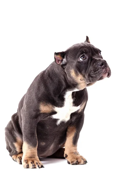 Un cachorro de la raza American Bully del color tricolor. Una raza de perro compañero de nueva creación en los Estados Unidos. — Foto de Stock