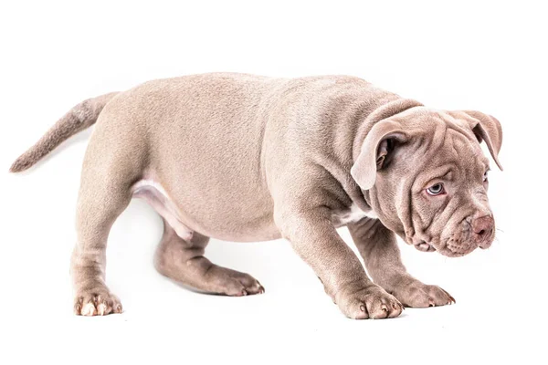 Um filhote de cachorro bully americano está calmamente de lado para a câmera. — Fotografia de Stock