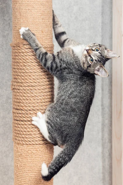 Een gestreepte bastaard kitten klimt in een paal met een jute touw Stockafbeelding
