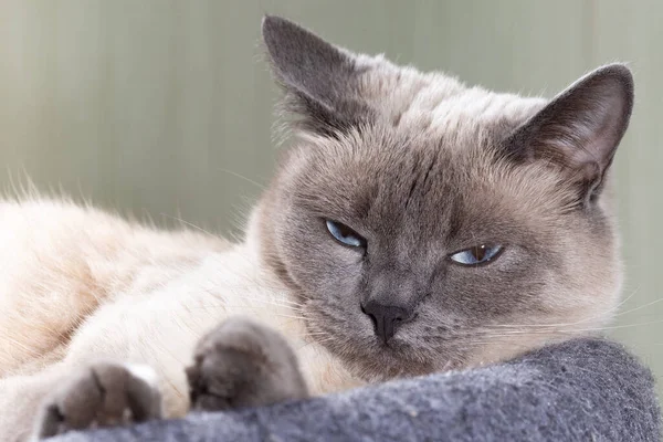 Eine Thailändische Katze Mit Blauen Augen Ruht Auf Ihrer Bank — Stockfoto