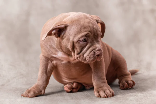 갈색의 불량배 강아지 베이지 — 스톡 사진