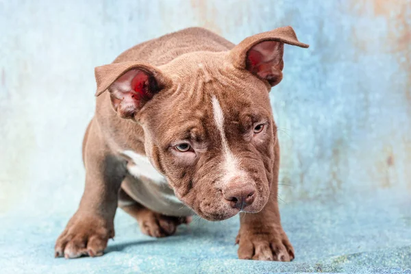 Filhote Cachorro Americano Marrom Triste Senta Olha Atentamente Para Espectador — Fotografia de Stock