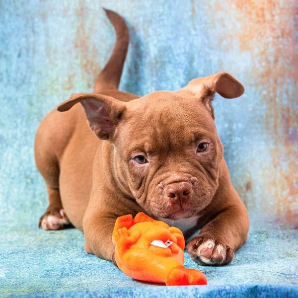 Kahverengi Bir Amerikalı Zorba Köpek Yavrusu Turuncu Bir Lastik Oyuncakla — Stok fotoğraf