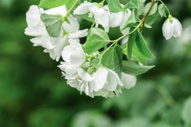 Su damlalarıyla yağmurdan sonra beyaz yasemin çiçeği.