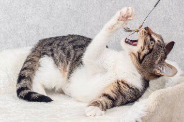 Çizgili bir köpek yavrusu mindere uzanıp oyuncağı izler.