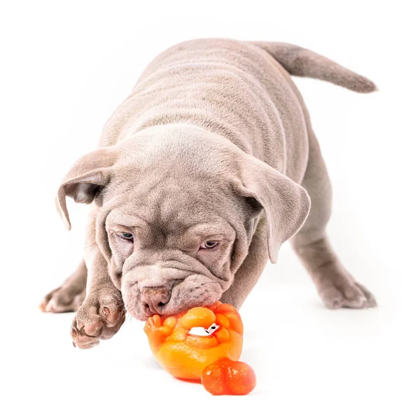 Um cachorro Bully americano de cor roxa brinca com um brinquedo de plástico. — Fotografia de Stock