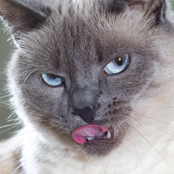 Retrato de un gato tailandés con ojos azules y ojos expresivos. — Foto de Stock