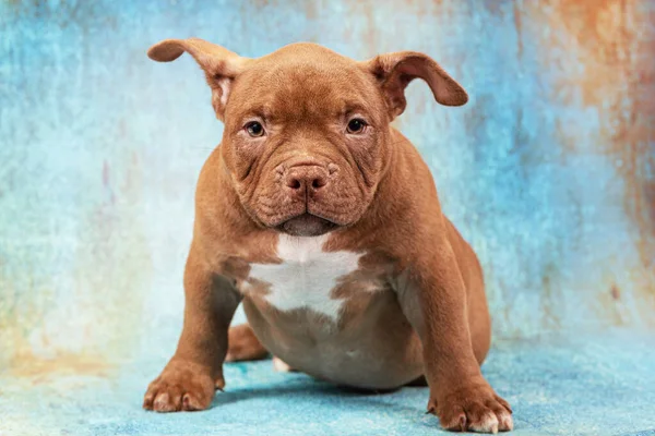 Un triste cachorro bravucón americano moreno se sienta y mira fijamente al espectador. — Foto de Stock