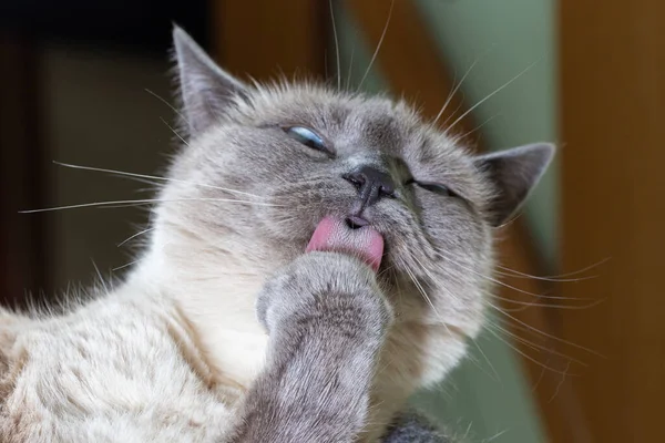 Retrato de um gato tailandês, lava a pata da frente e espeta a língua rosa — Fotografia de Stock