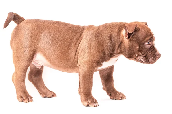 Brown American Bully Puppy Stands Calmly Sideways Camera Isolated White — Stock Photo, Image