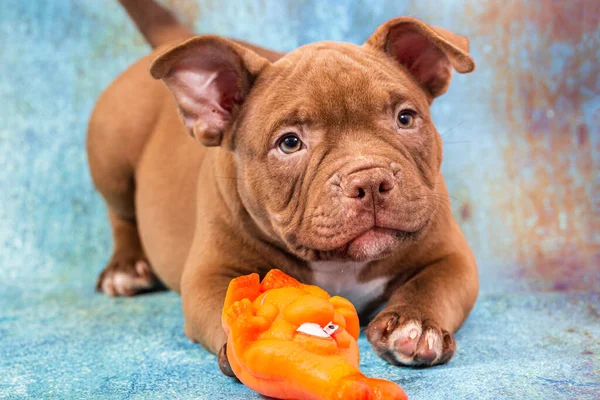 갈색 아메리카의 불량배 강아지와 오렌지 고무 장난감을 가지고 노는 모습. — 스톡 사진