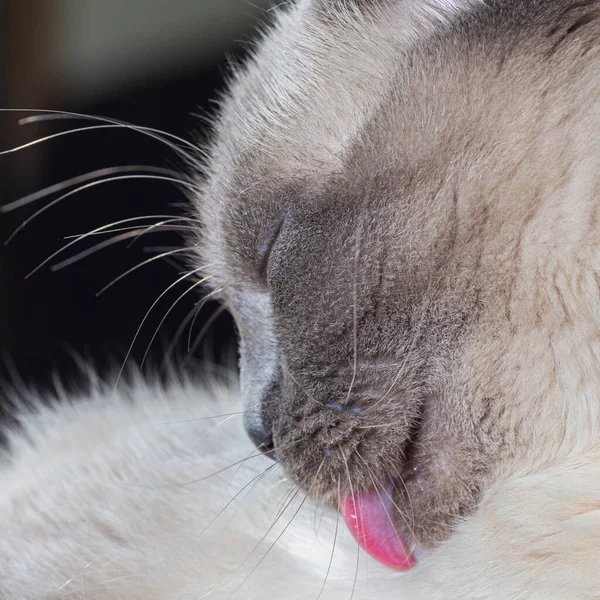 Portrait d'un chat thaïlandais lors du lavage avec une longue langue rose — Photo